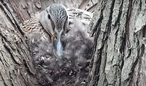 A duck chose a tree right outside the social studies wing to build her nest.